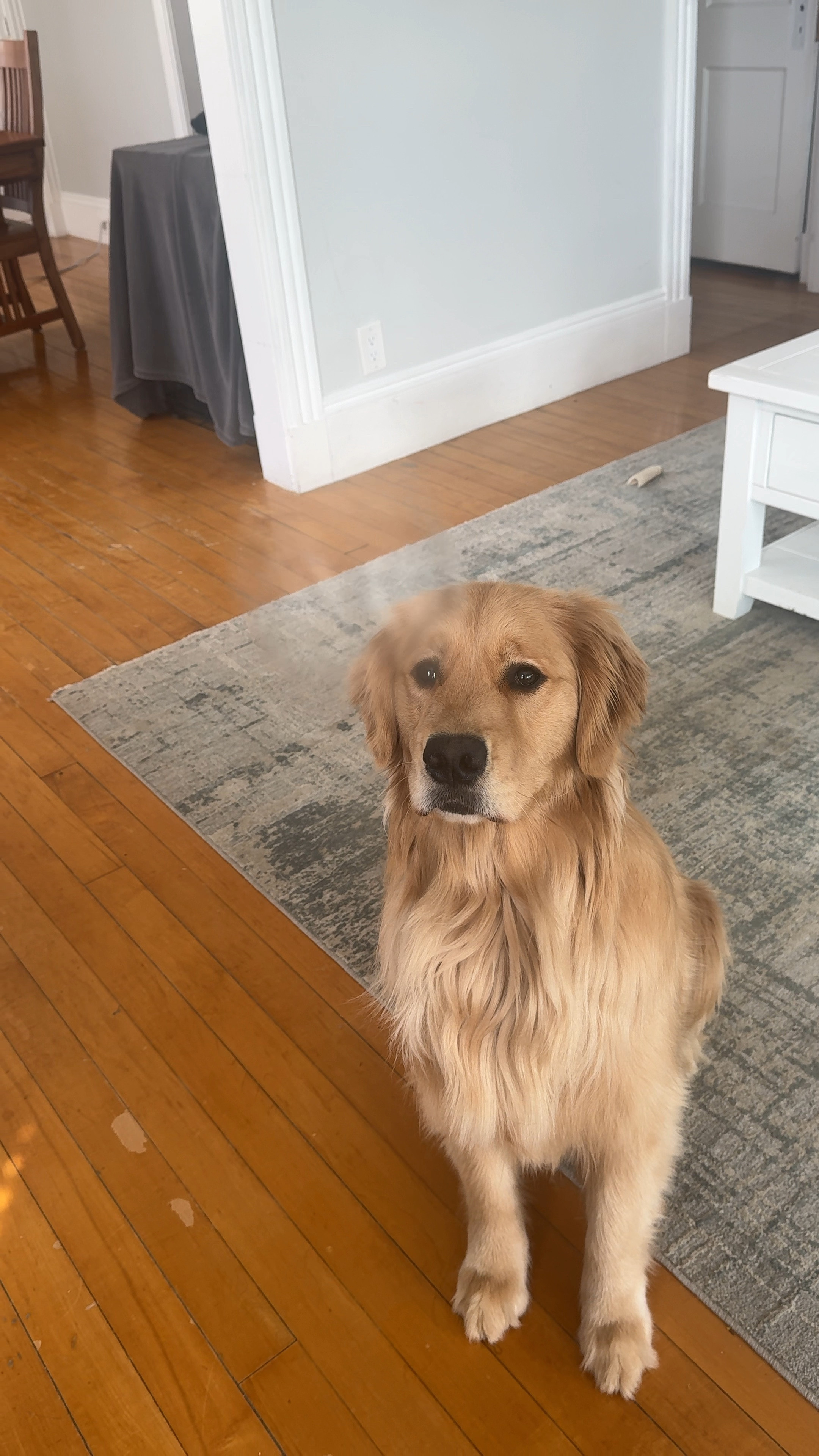 did you guys know dog bubbles were a thing lol 