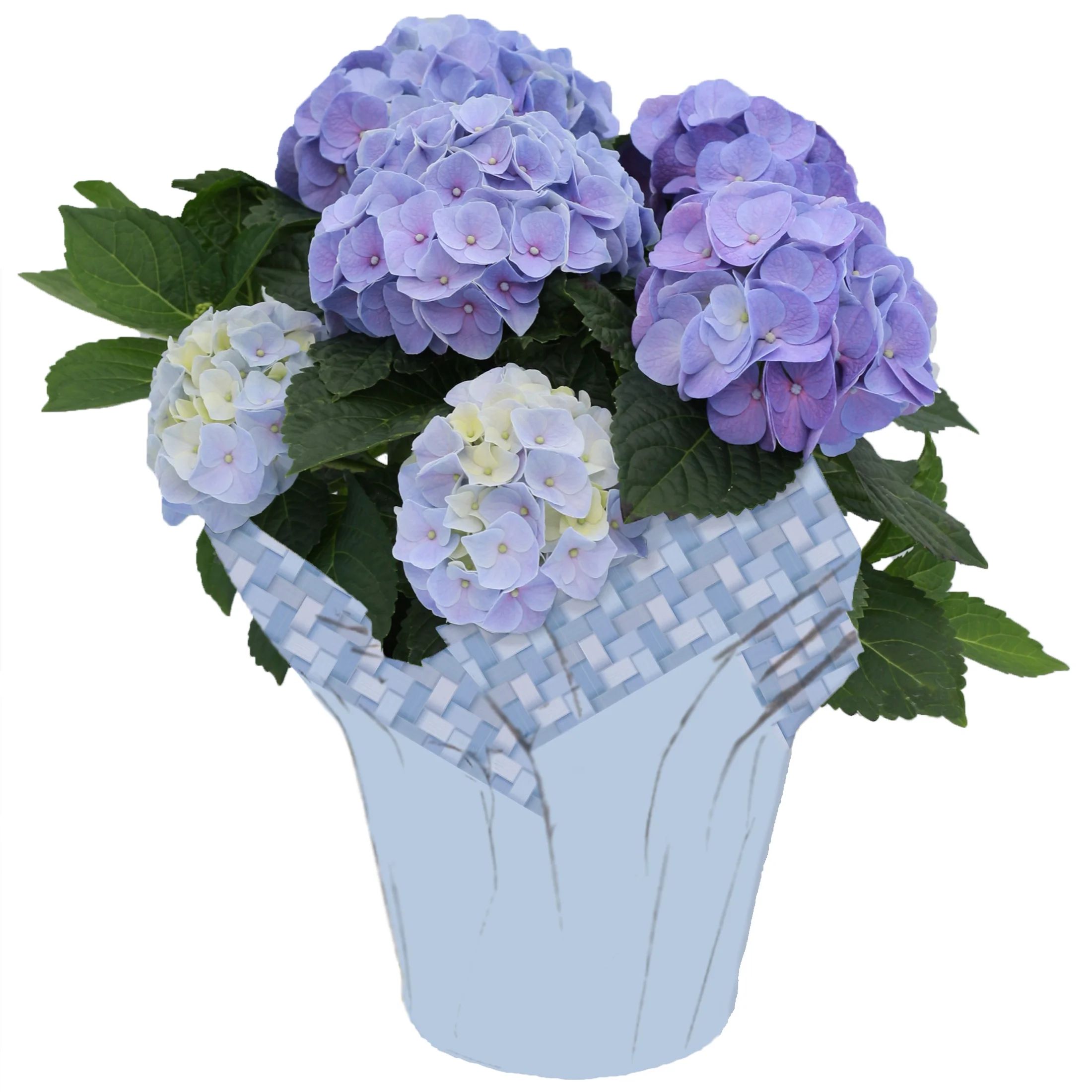 Better Homes & Gardens 6.5-Inch Assorted Easter Hydrangea Live Plant with Decorative Pot | Walmart (US)