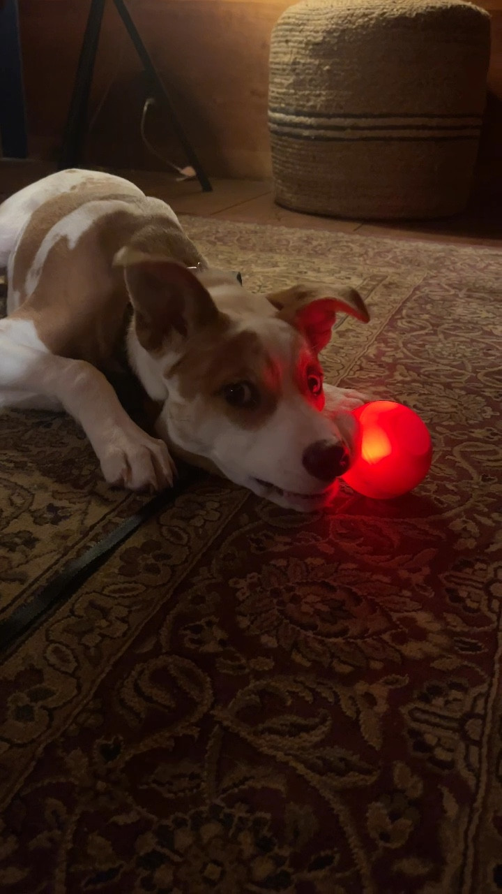 The best dog toy to date for this guy! Hours of fun! Multiple settings. Cannot recommend this enough for an energetic pup!

#LTKfindsunder50 #LTKhome #LTKitbag