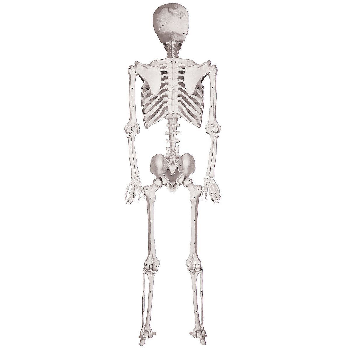 Halloween Express  5 ft Skeleton Pose & Hold Decoration | Target
