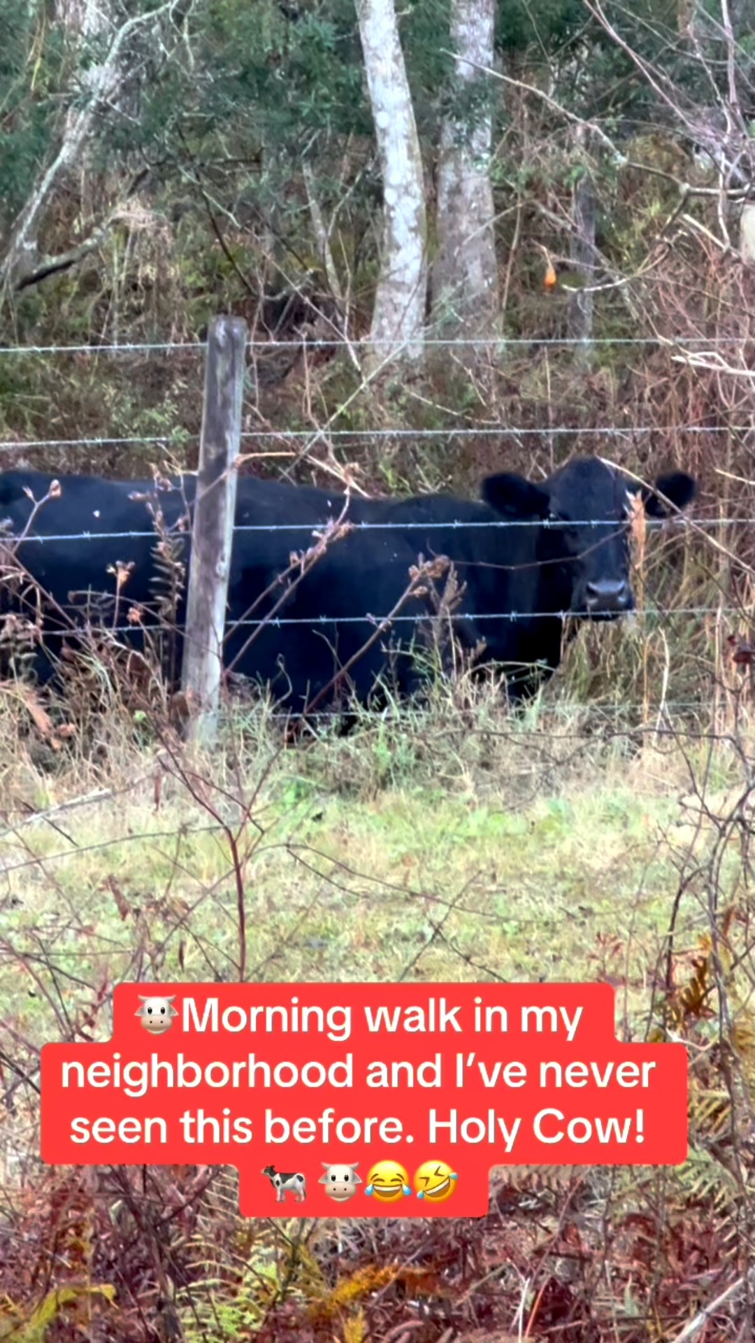 Eventful neighborhood morning walk in my Hoka Sneakers! 

I came across these cows on my walk. I’ve never seen them before. I was quite surprised!🤣😂😭🐮

#LTKSeasonal #LTKOver40 #LTKSaleAlert #LTKU #LTKstorytime #LTKActive #LTKfitnessgoals #LTKvlog #LTKTravel
