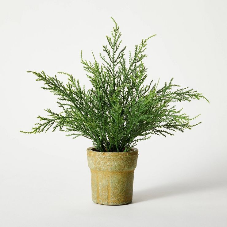 Small Potted Cyprus - Threshold™ designed with Studio McGee | Target