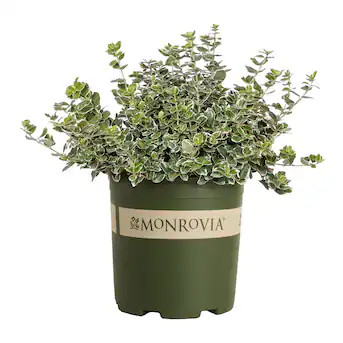 Monrovia Euonymus Ivory Jade Flowering Shrub in 1.73 -Gallon Pot 1 -Pack with Green Blooms | Lowe's