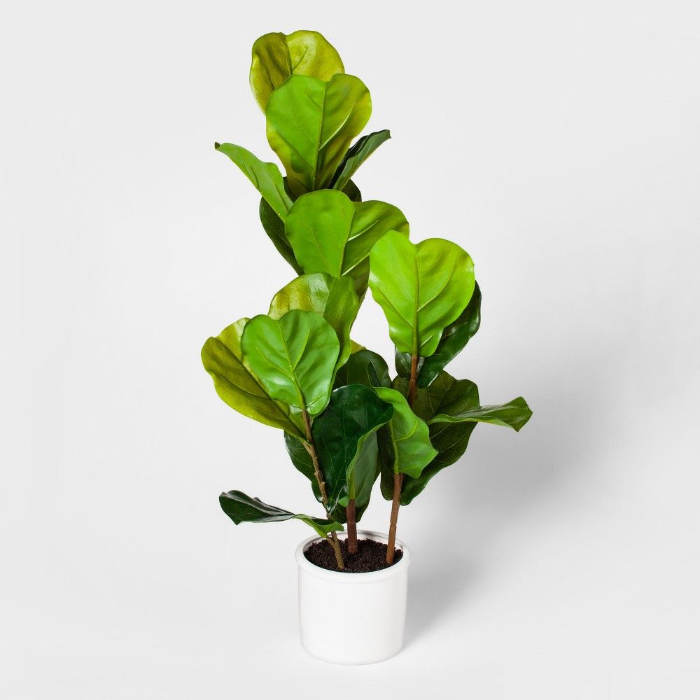 33"" x 16"" Fiddle Lead Fig Plant In Pot Green/White - Threshold | Target