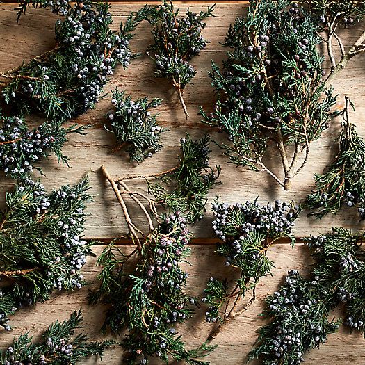 Preserved Blueberry Juniper Scatter | Terrain