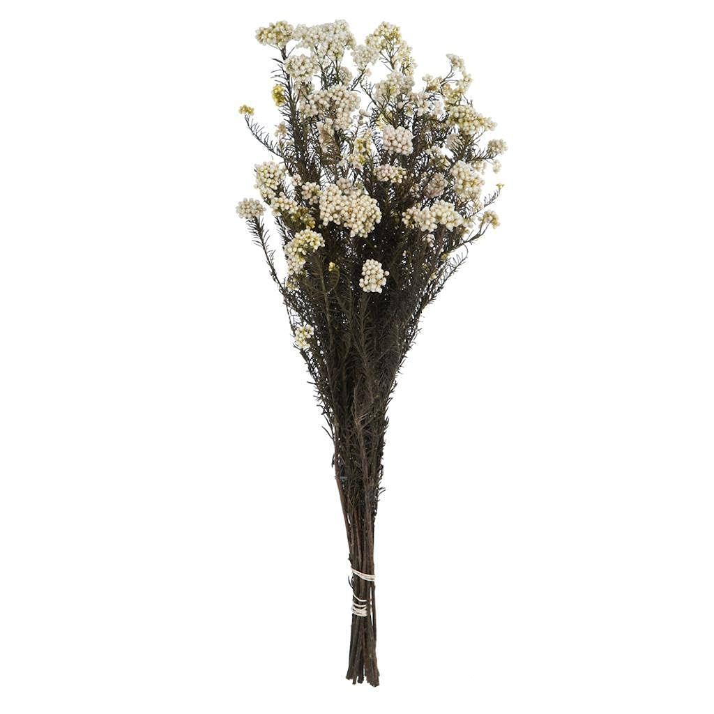 Vickerman 16" Natural White Rice Flower. Comes in an 8 oz Bundle. Preserved | Amazon (US)