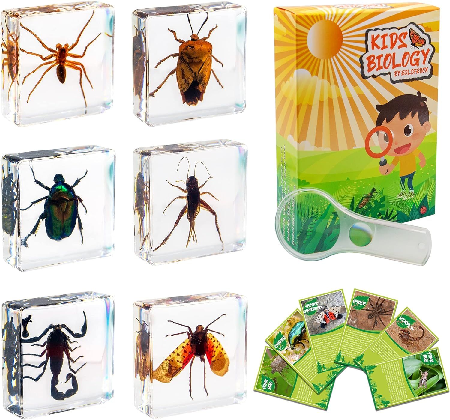 EJLIFEBOX 6 PCS Insect Specimen Set, Spider/Scorpion/Cricket/Flower Chafers/Stink Bug/Spotted Lan... | Amazon (US)
