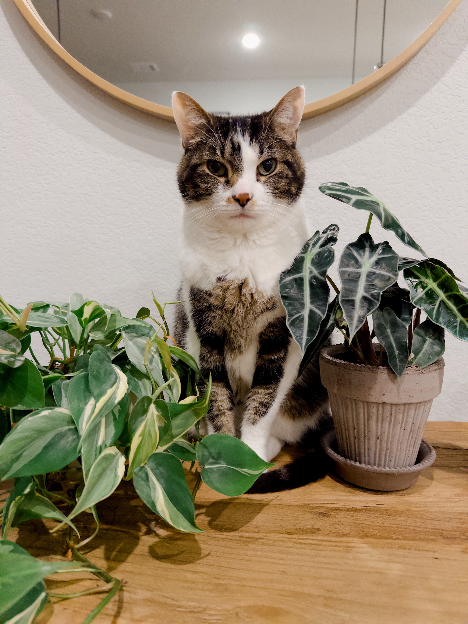 This is my tabby mix Cami. 🥰💕

#LTKhome #LTKfindsunder100 #LTKU