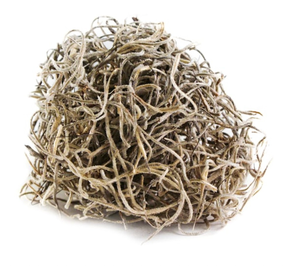 Spanish Moss | Megan Molten