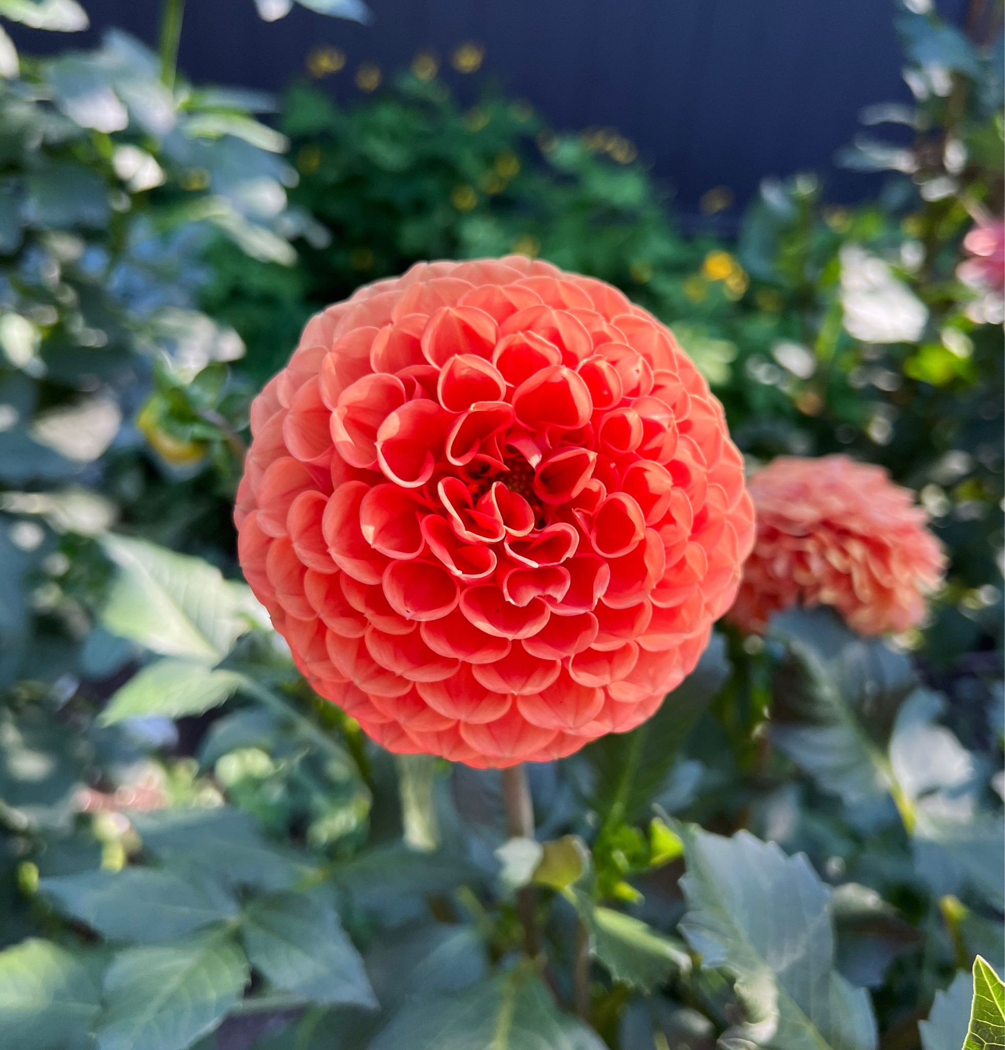 Dahlia ‘Cornel Bronze’ #flower #garden 

#LTKSeasonal