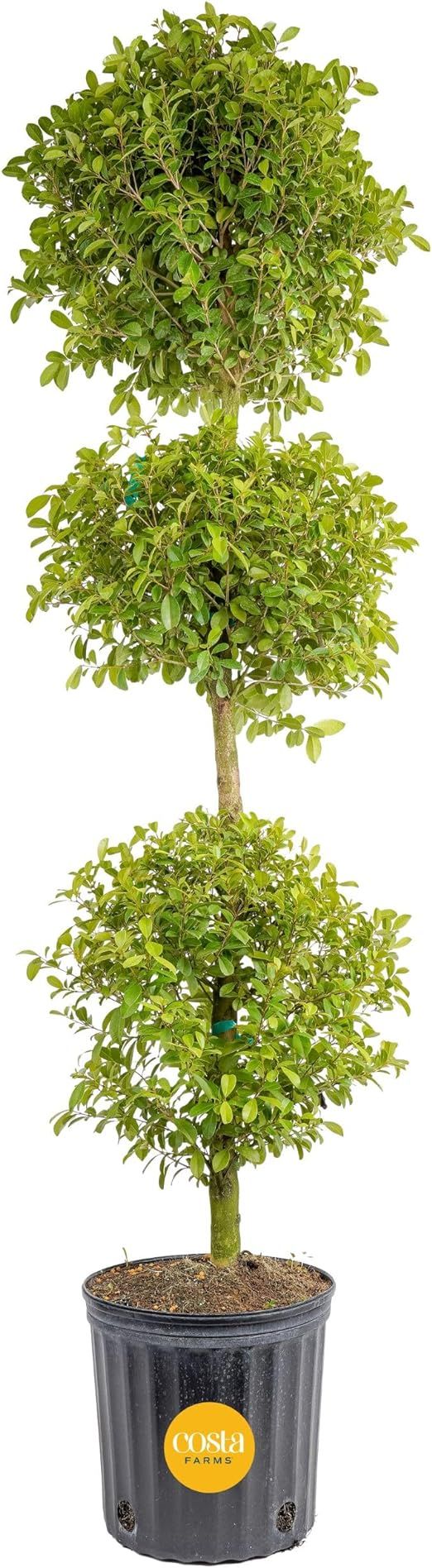 Costa Farms 3-Ball Eugenia Topiary Live Indoor Plant, Potted in Nursery Plant Pot, Indoor Outdoor... | Amazon (US)