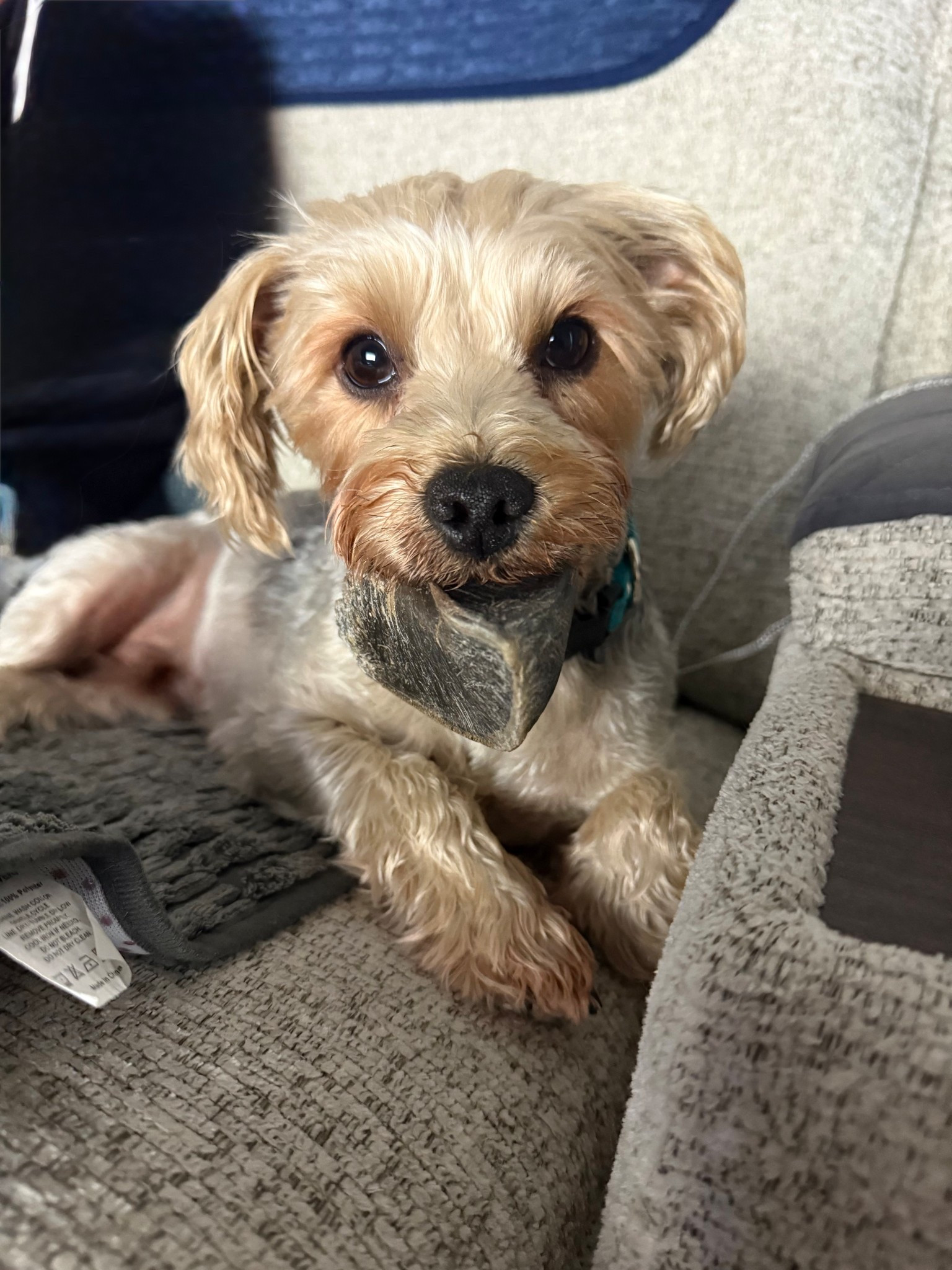 What a cutie patootie! 🐾 Teddy is absolutely obsessed with his cow hoof — so much that he guards it like buried treasure and will even falls asleep with it in his mouth! 😂