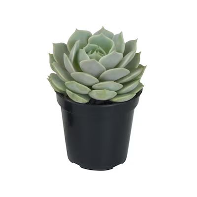 Succulent in 11-oz Pot | Lowe's
