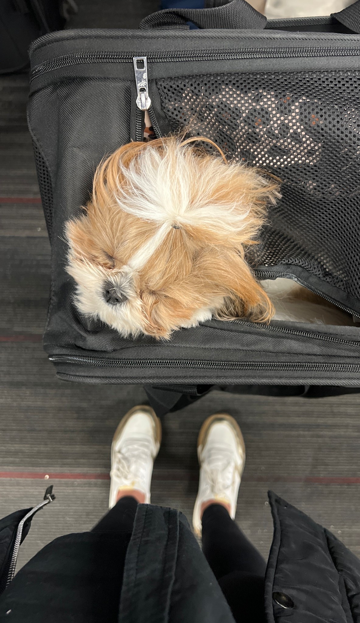 Traveling with floof is easy bc we are efficient  