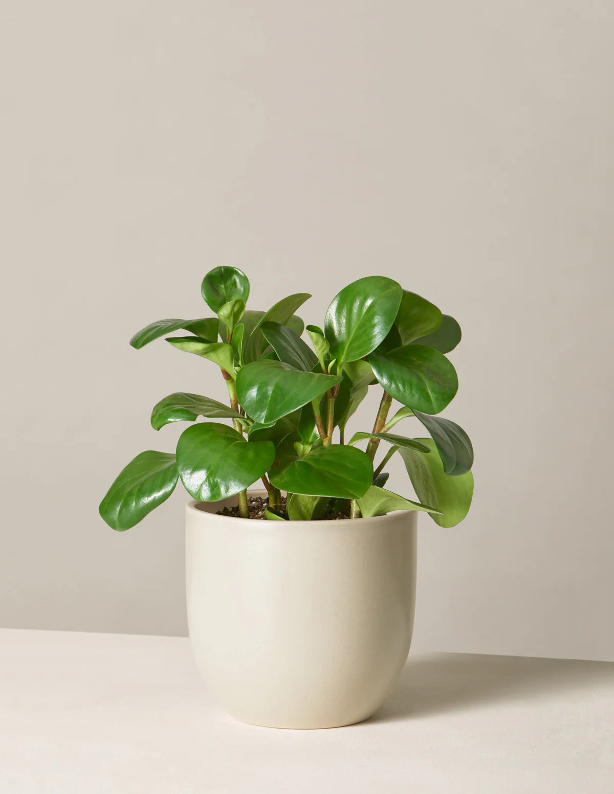 Peperomia Obtusifolia
    $92$78
         Save 15% Bundle & Save Planter Bundle | The Sill