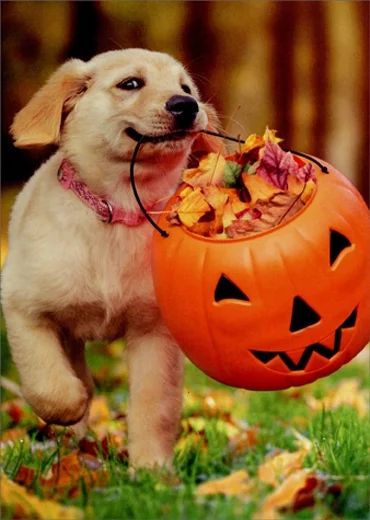 Avanti Press Puppy With Pumpkin Bucket Cute Dog Halloween Card | Walmart (US)