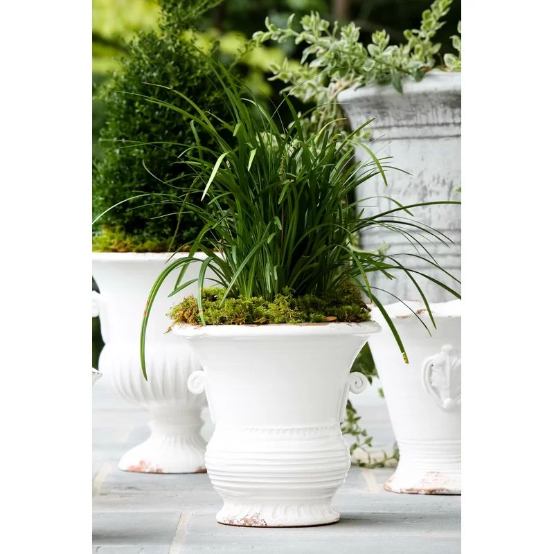 Garden Scallop Terra Cotta Earthenware Pot Planter | Wayfair North America