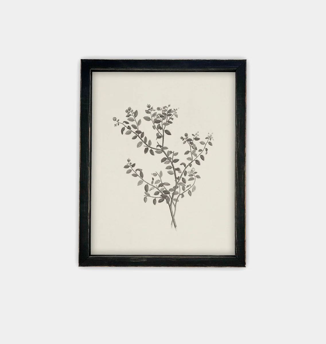 Botanical Sketch Framed Print | Amber Interiors