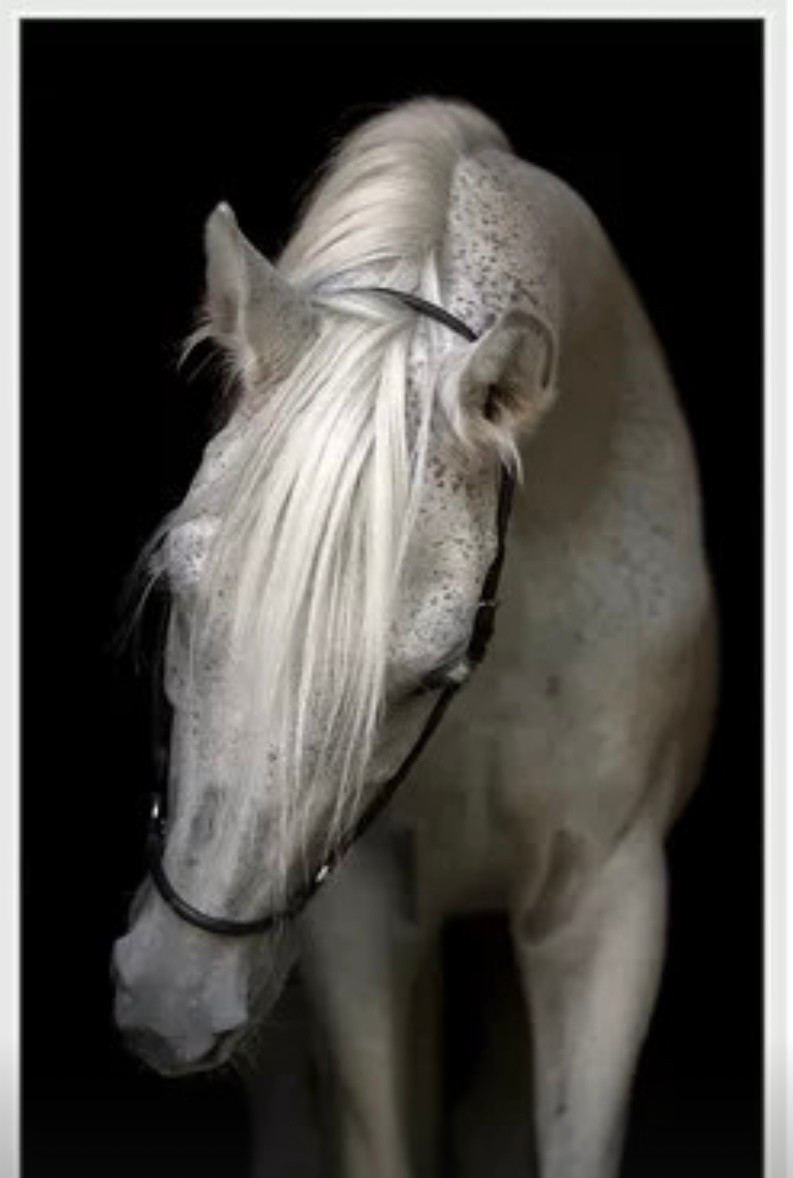 Gorgeous Wayfair Pasha Print 

#LTKStyleTip #LTKHome