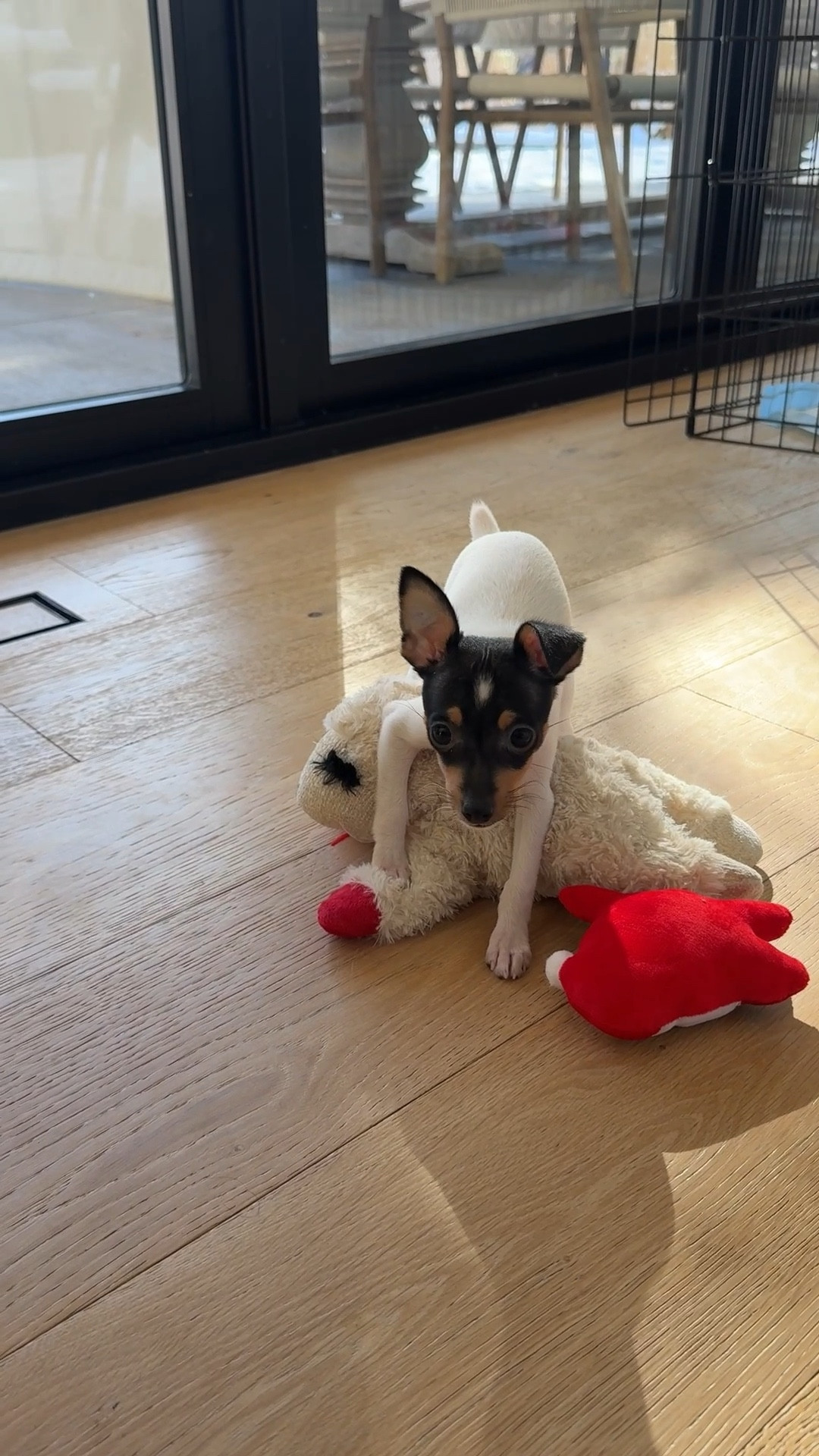 Favorite dog toys! Tacho and Lulu love their lamb chops. So cute!

#LTKmomlife #LTKdayinmylife #LTKHome