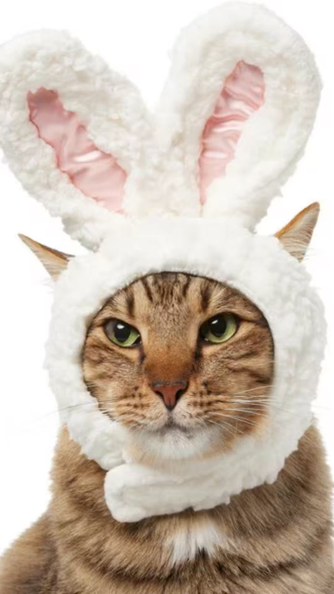 Kitty Bunnies are a thing. I wish Cat Coraline would wear this, so please buy it for your cat and send me all the videos and pictures! 

#LTKSeasonal #LTKWatchNow