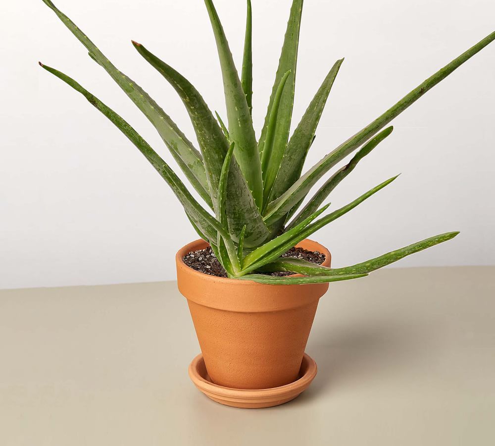 Live Aloe Vera In Planter | Pottery Barn (US)