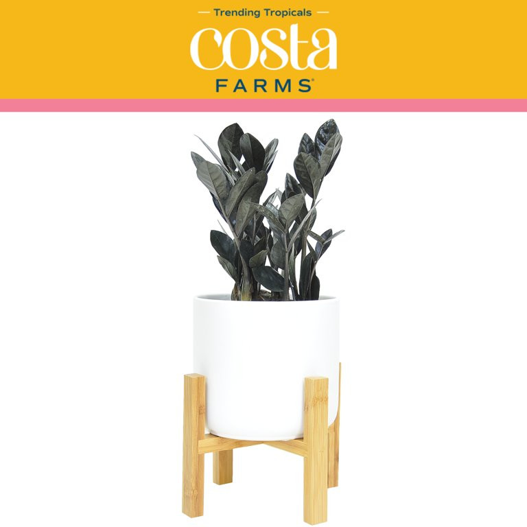 Costa Farms Trending Tropicals Live Indoor and Outdoor 10in. Tall Black Raven® ZZ Zamioculcas ... | Walmart (US)