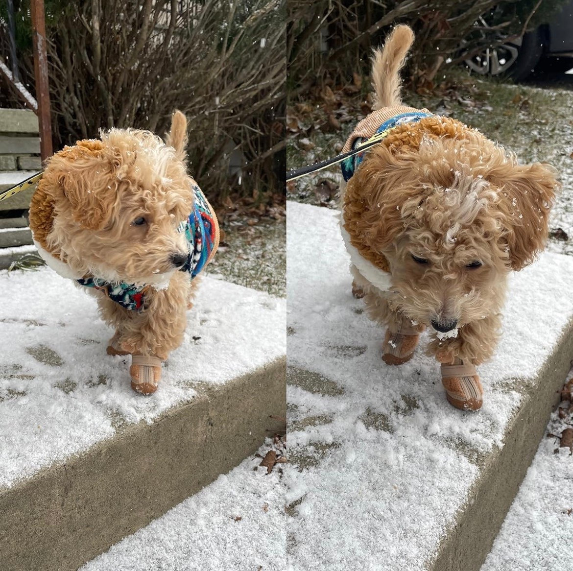 Cute shoes to protect against salt, mud, and other elements. 🐾

#LTKPets #LTKU #LTKSeasonal