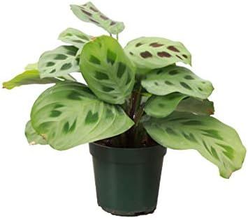 Thorsen's Greenhouse Green Maranta, Live Indoor Plant, Prayer Plant, Plastic Nursery Pot, 10 Inch... | Amazon (US)