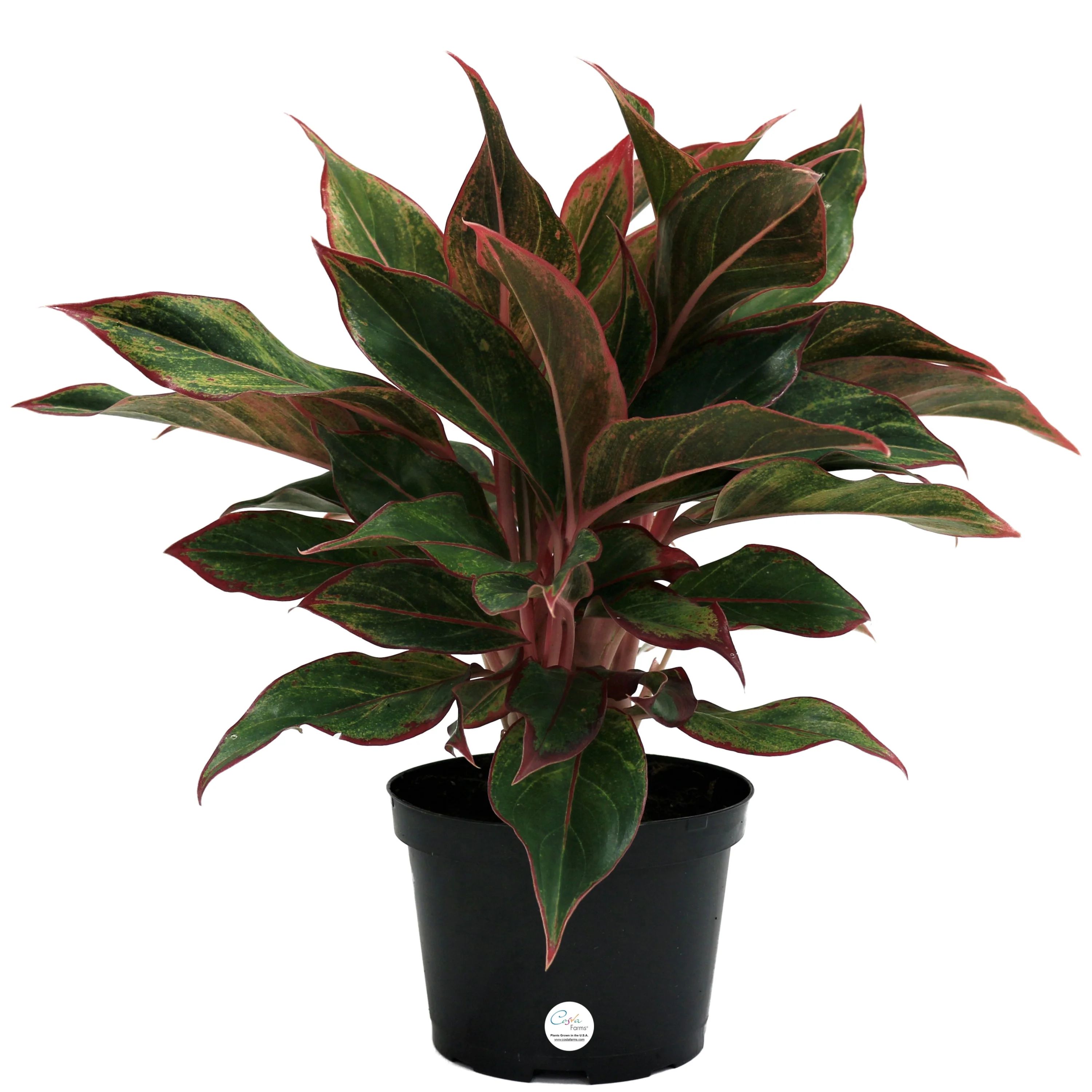 Costa Farms Live Indoor 14in. Tall Multi-color Chinese Evergreen, Aglaonema; Medium, Indirect Lig... | Walmart (US)