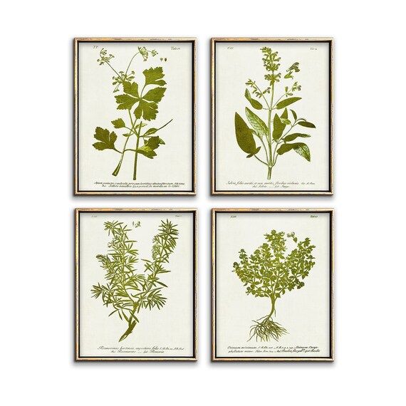 Herb Botanical Print Set of 4 Downloadable Prints Kitchen | Etsy | Etsy (US)