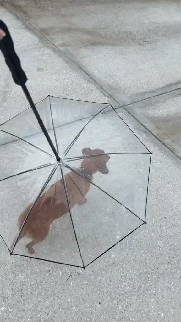 Dog mom
Walk essentials 
Rainy day hack
Dog umbrella

#LTKsummer #LTKtravel