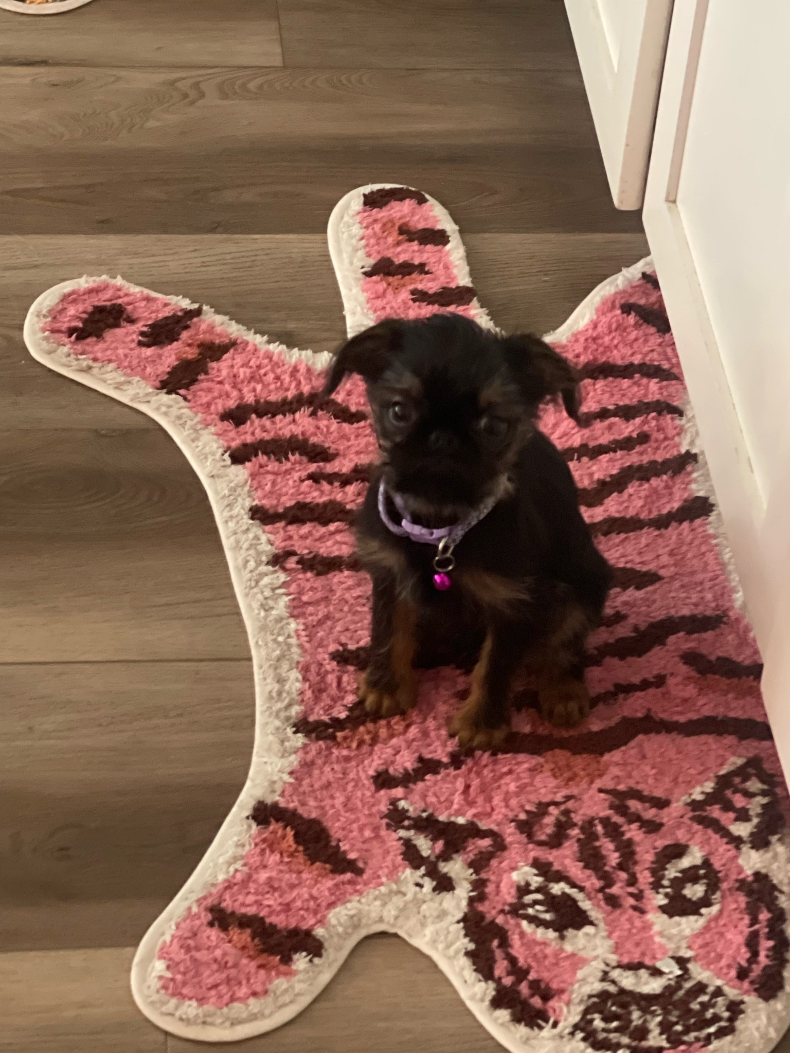 Fav rug! 

#LTKsalealert #LTKfindsunder50 #LTKhome