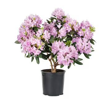 Lowe's Mixed Assorted Rhododendron Flowering Shrub In Pot (With Soil) | Lowe's