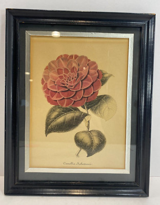 Vintage Antique Framed Camellias Robertsonii  | eBay | eBay US