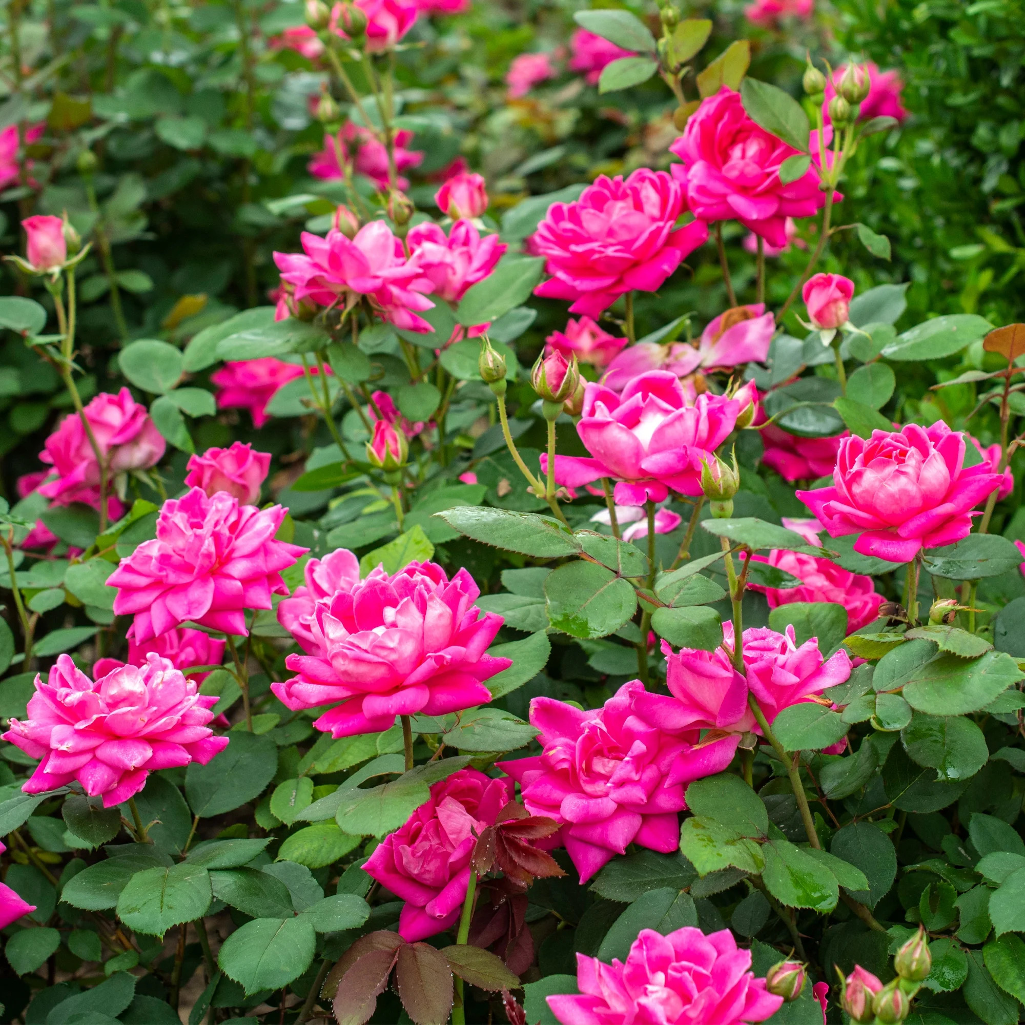 The Knock Out® Family of Roses 'The Pink Double Knock Out® Rose' Live Shrub in 1-Gallon Grower ... | Walmart (US)