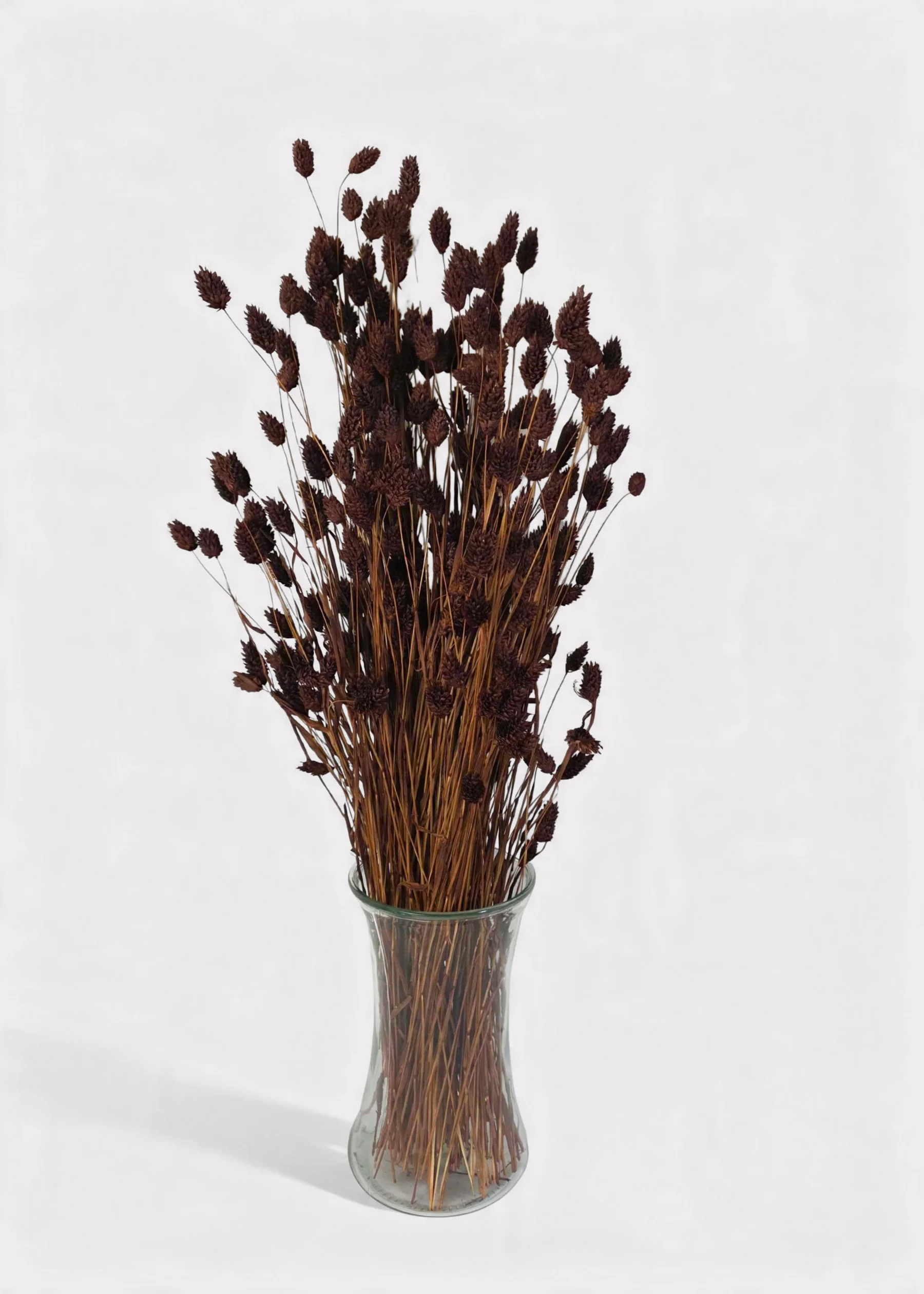 Dried Phalaris Grass Bunch in Chocolate Brown - 20-28" | Afloral