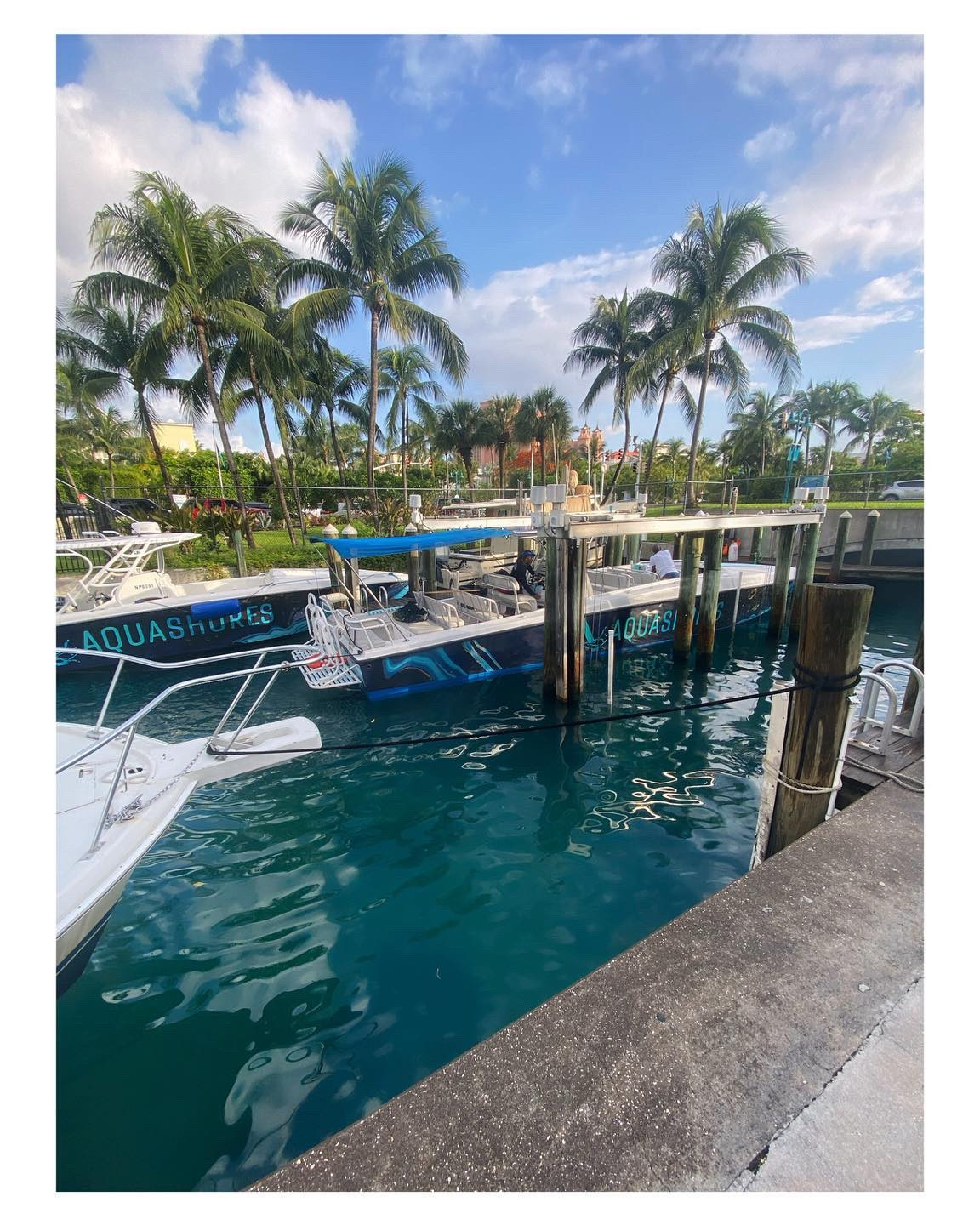 Sunshine, Caribbean Vibes, & Wildlife >>> now that’s a cause for celebration🎆🎇

📍Rose Island Swimming Pigs Excursion (10/10⭐️)