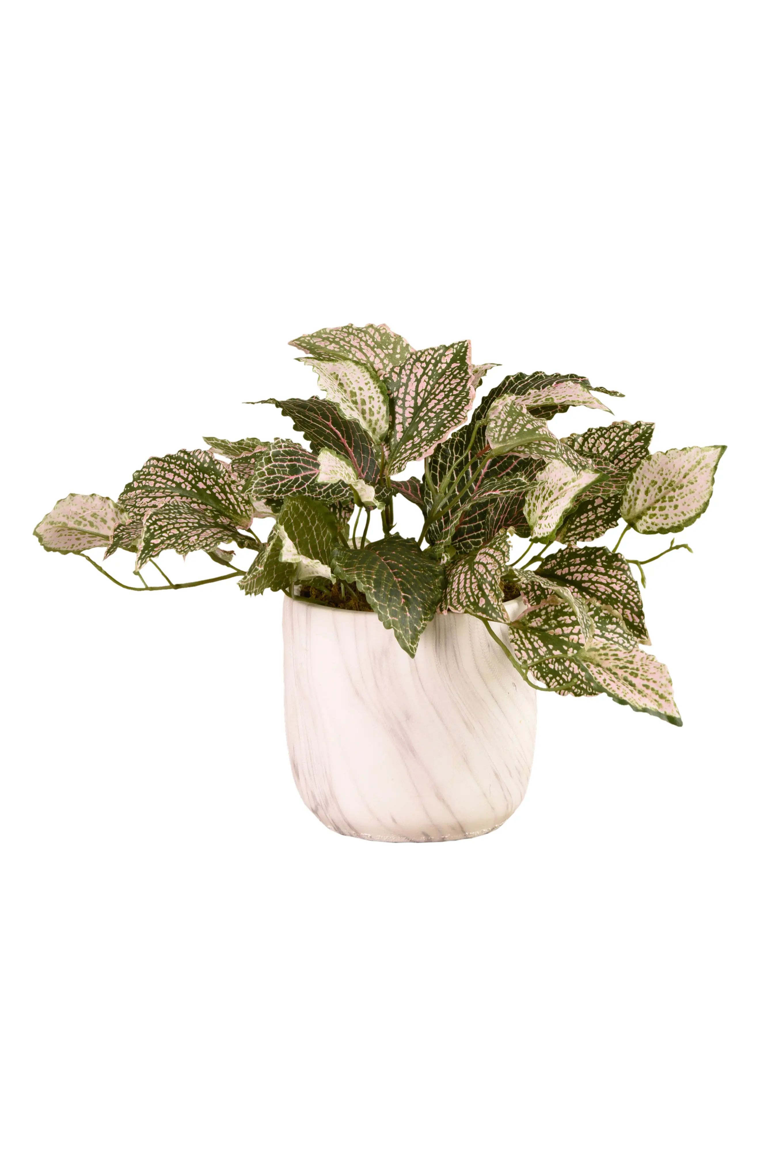 Bloomr Potted Fittonia Planter Decoration in Green/Green at Nordstrom, Size Small | Nordstrom