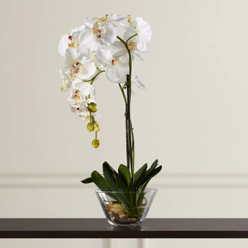 Phalaenopsis Orchid Floral Arrangement in Vase | Wayfair North America