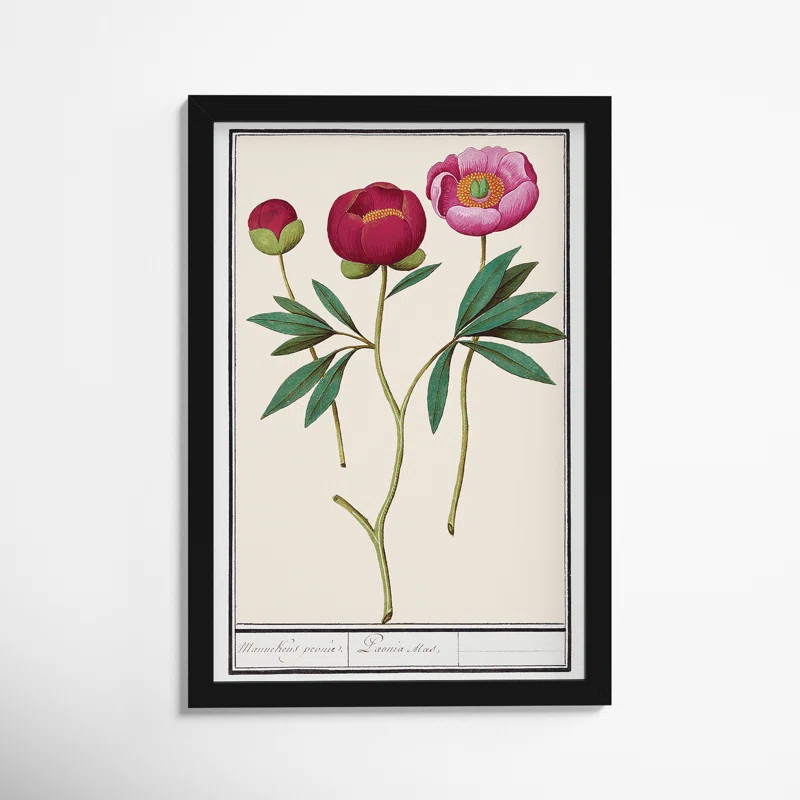 Red And Pink Peony Botanical Study by Oliver Gal | Wayfair North America