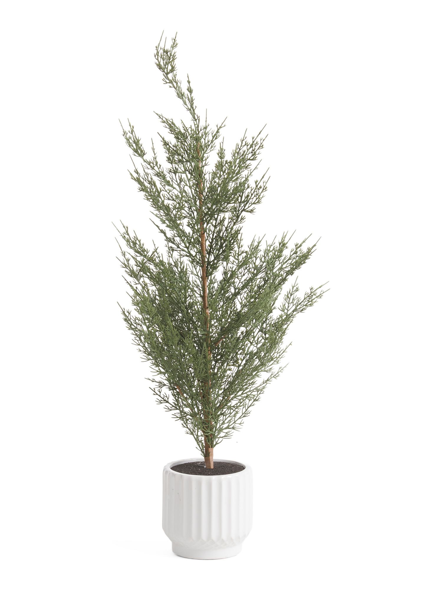 3ft Cypress Tree In Diamond Lined Pot | Marshalls