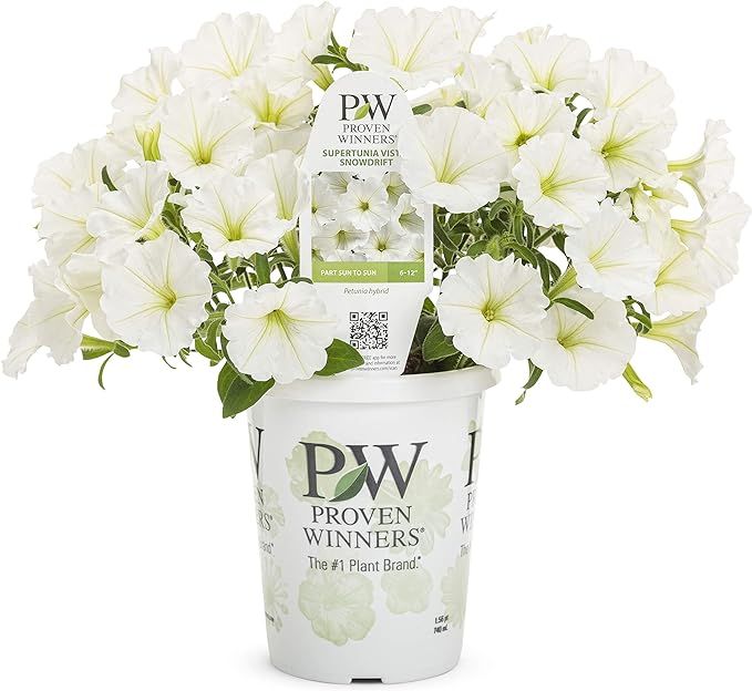 Proven Winners SUPPRW4057524 Supertunia Vista Snowdrift Live Plants, 4 Pack, 4.25 in. Grande, Whi... | Amazon (US)