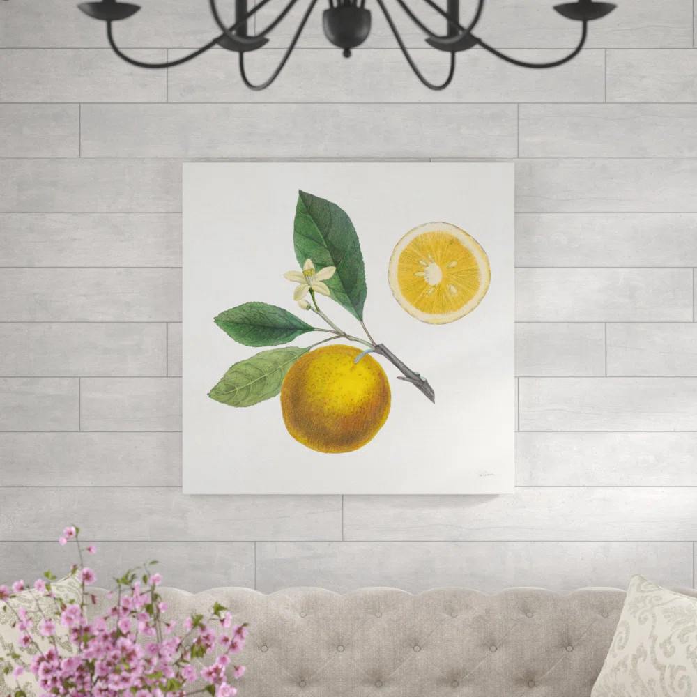 August Grove® Classic Citrus II by Sue Schlabach - Drawing Print on Canvas | Wayfair | Wayfair North America