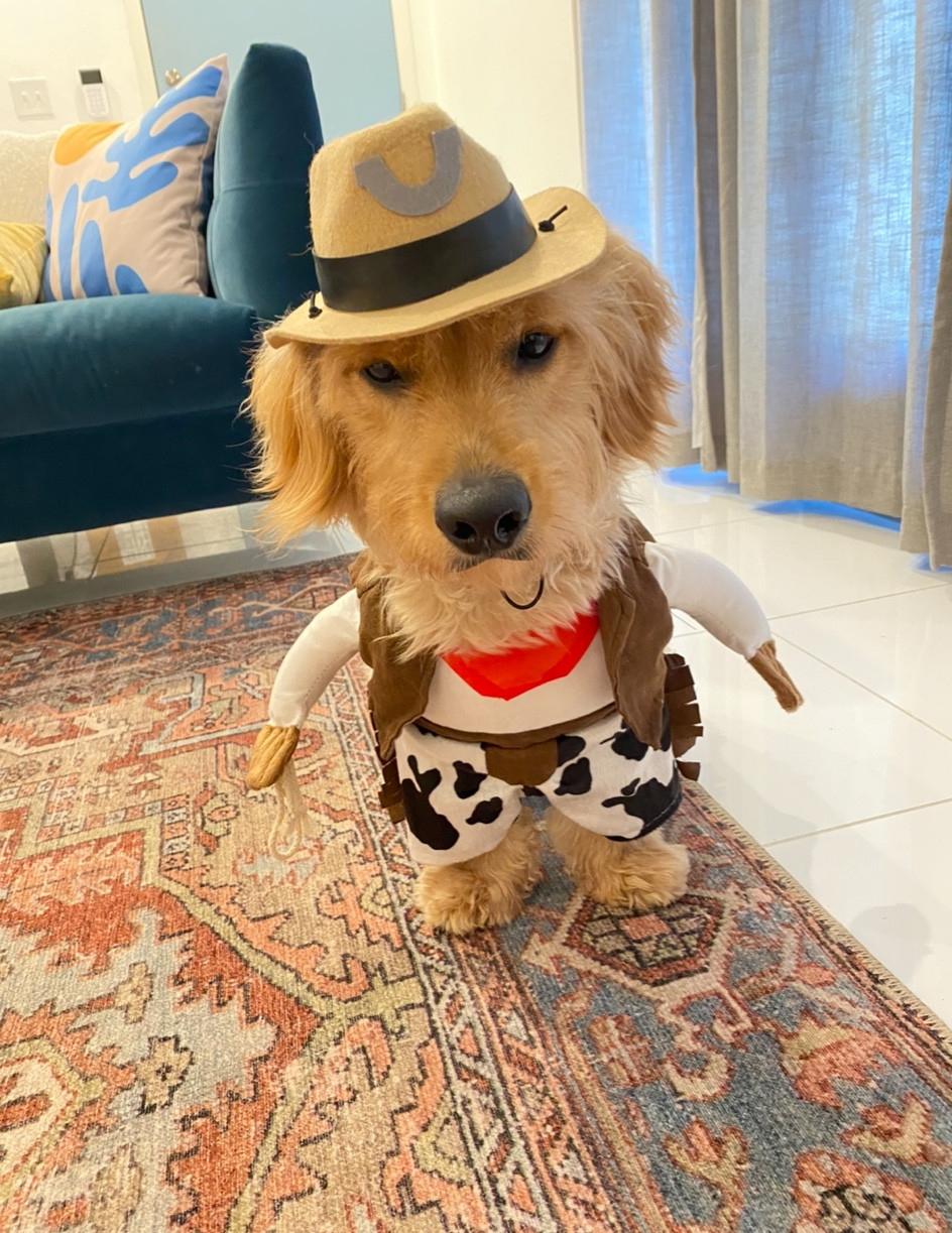Funny dog Halloween costume! Murphy loved his cowboy costume even if his face doesn’t say it  

#LTKfamily #LTKSeasonal #LTKHalloween