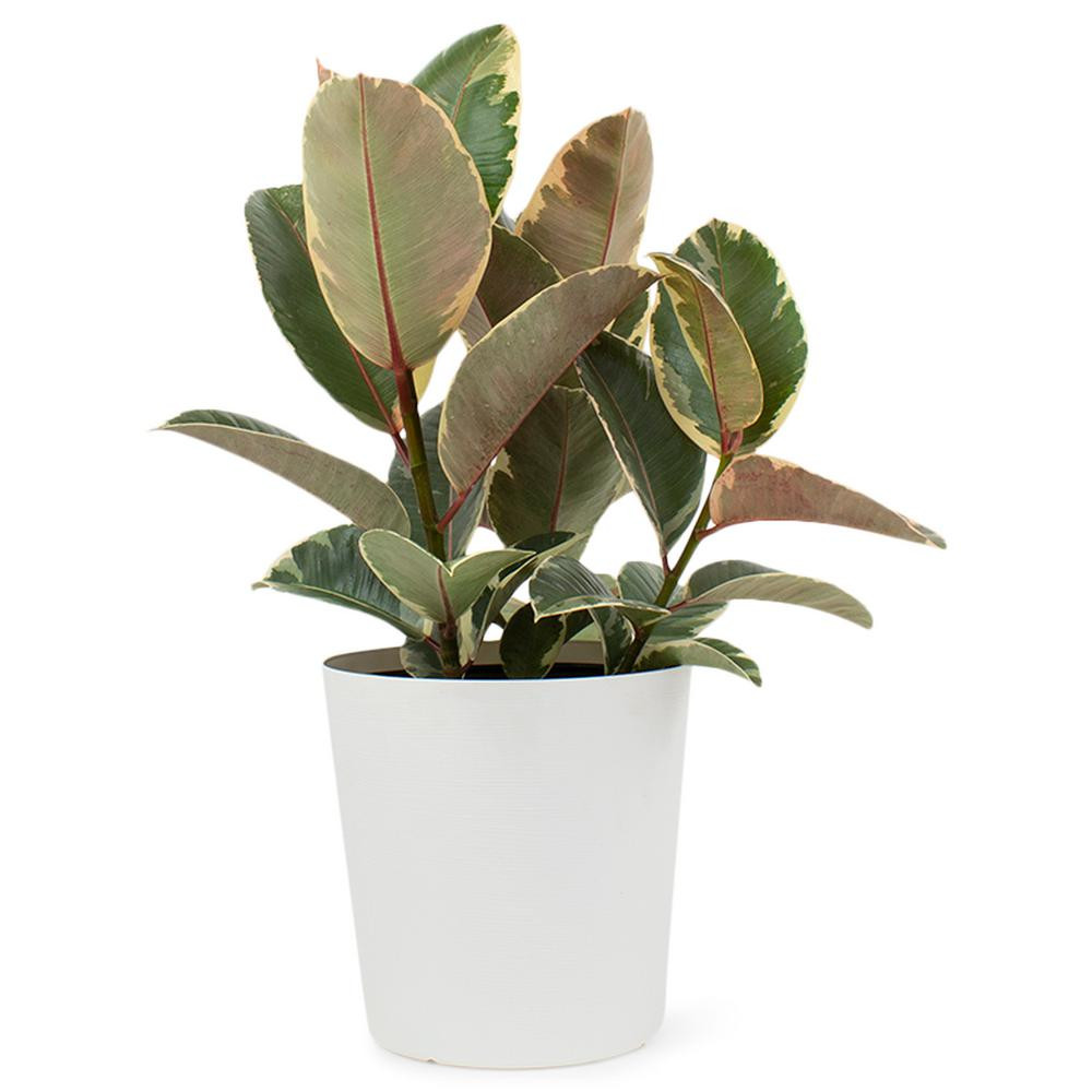Pure Beauty Farms 1.9 Gal. Ficus Elastica Rubber Plant Tineke in 9.25 in. Designer Pot | The Home Depot
