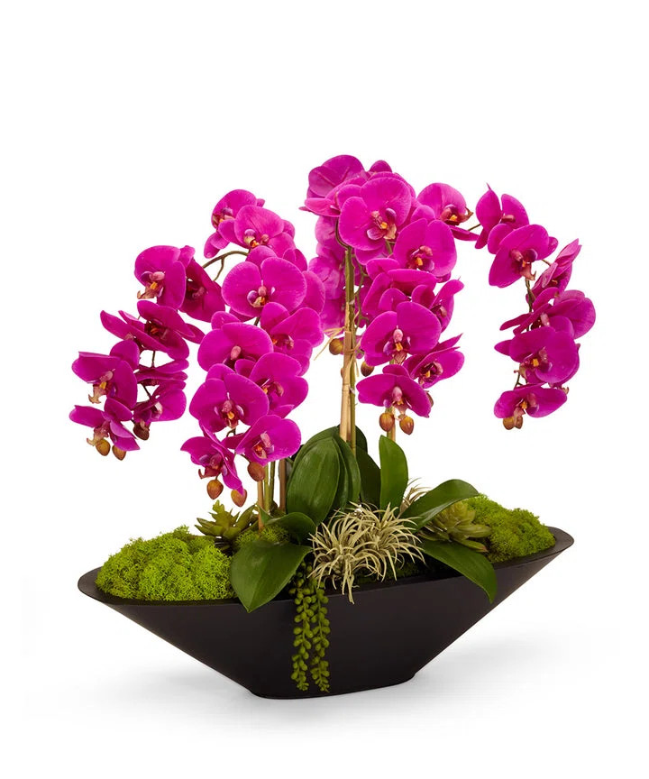 Orchid Arrangement in Planter | Wayfair North America