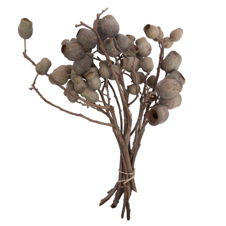 Vickerman Natural Botanicals 11" x 4" Bellgum Branch, 5-7 Bells, 10 stems per unit | Walmart (US)