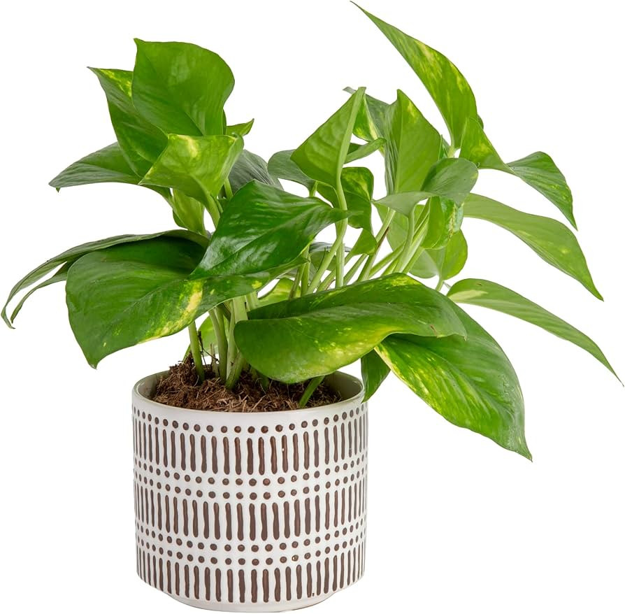 Costa Farms Live Indoor Pothos Plant, Epiprenum, Devil's Ivy Houseplant, in Flower Pot Planter fo... | Amazon (US)