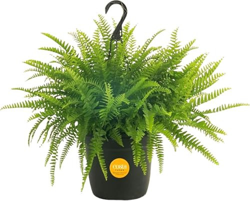 Costa Farms Boston Fern Live Plant, Outdoors or Indoor Houseplant in 10-Inch Hanging Basket Planter, Ferns Soil Mix, Real Plants Gift, Housewarming, Patio, Balcony, Front Porch Decor | Amazon (US)